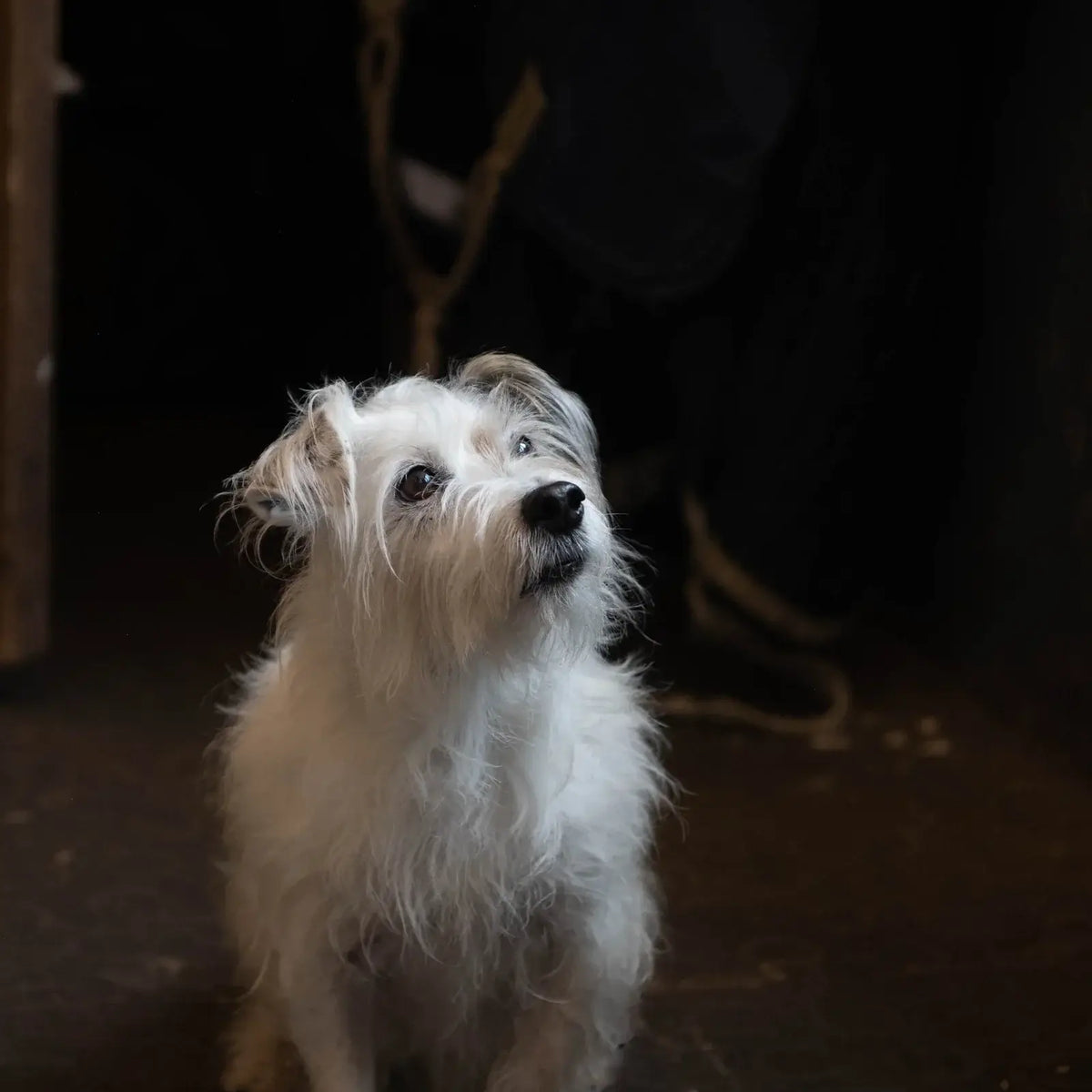 Best value dog clippers hot sale