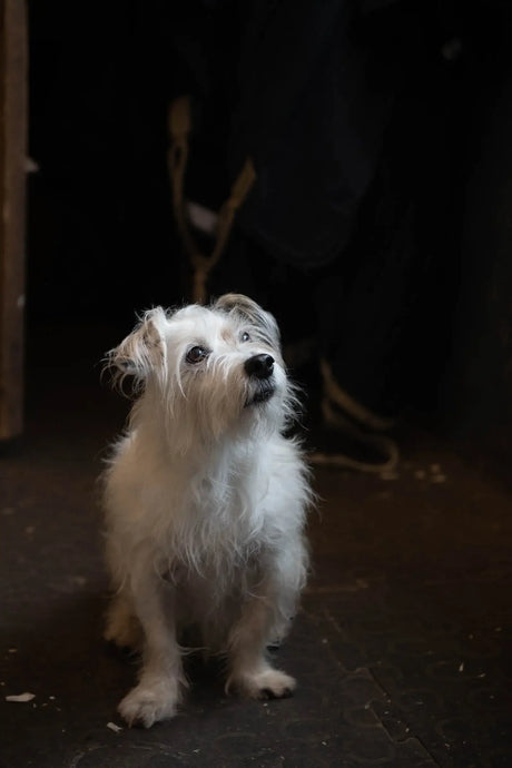 The Best Clippers For Dogs