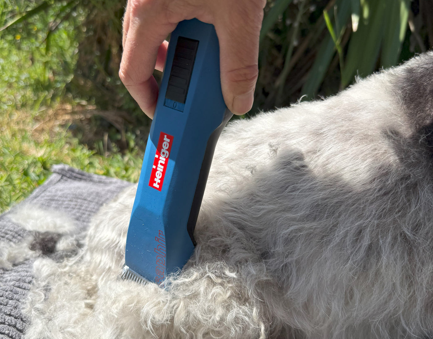 For Dogs