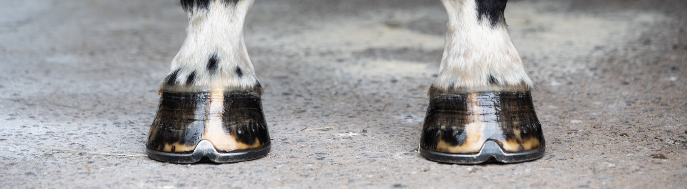 Hoof Care