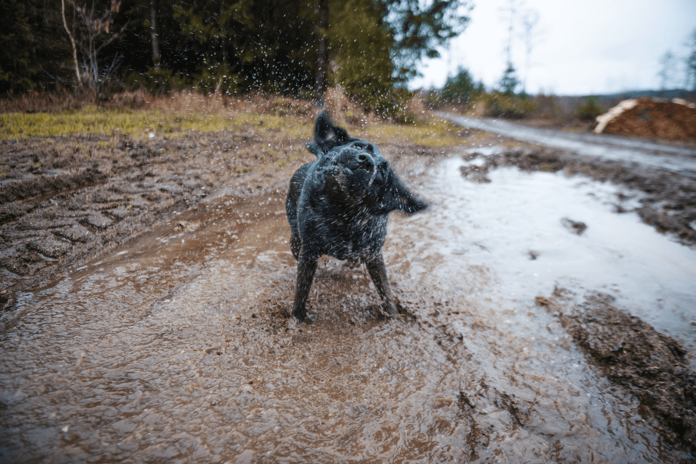 A very muddy labrador dog needing a wash