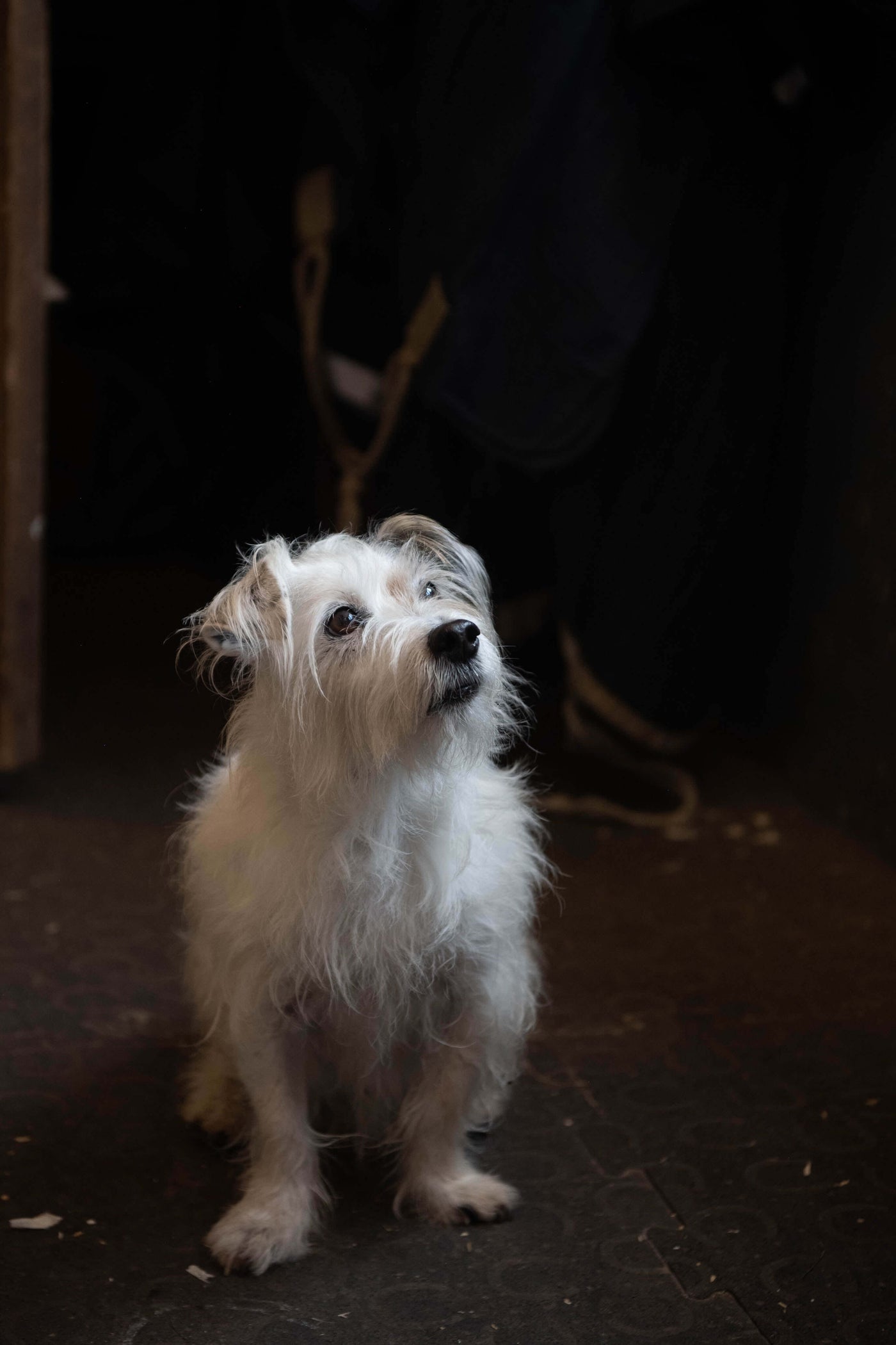 A hairy jack russell terrier