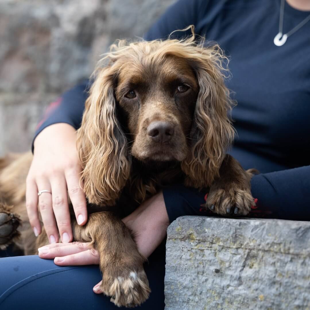 A brown Spaniel