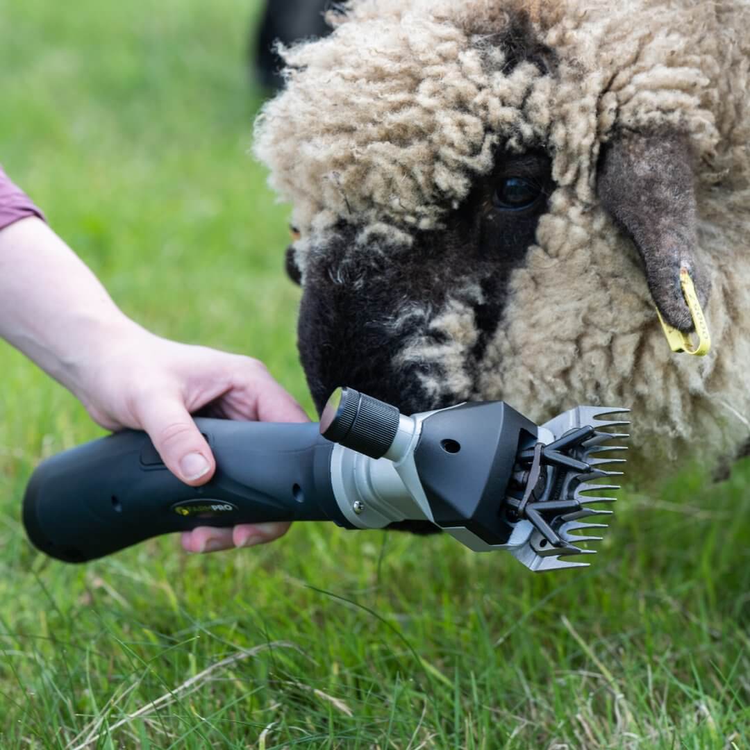 Sheep