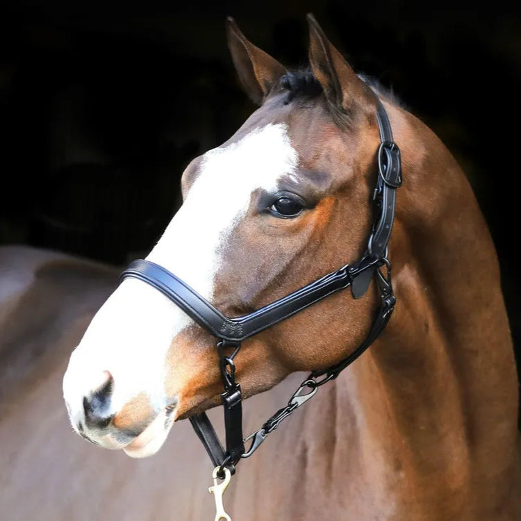 Liveryman Clipping Headcollar