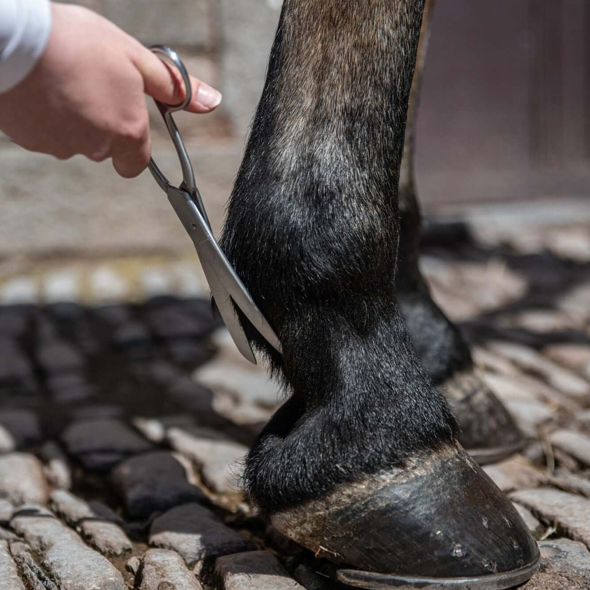 Smart Grooming 8' Curved Fetlock Scissor