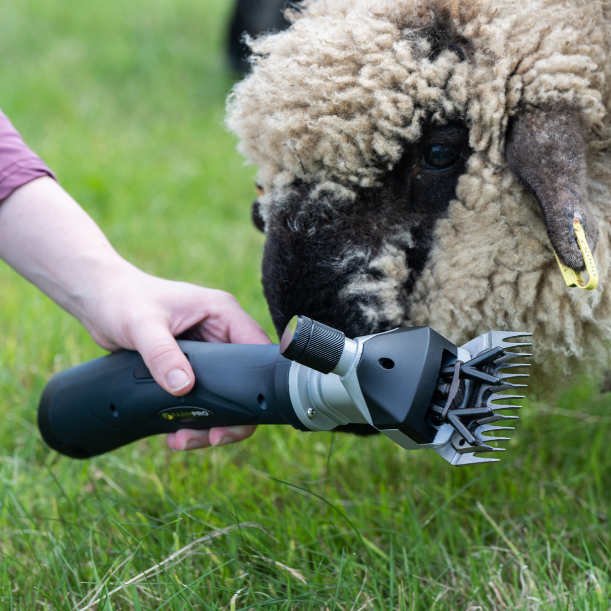 Farm Pro Sheep Shear