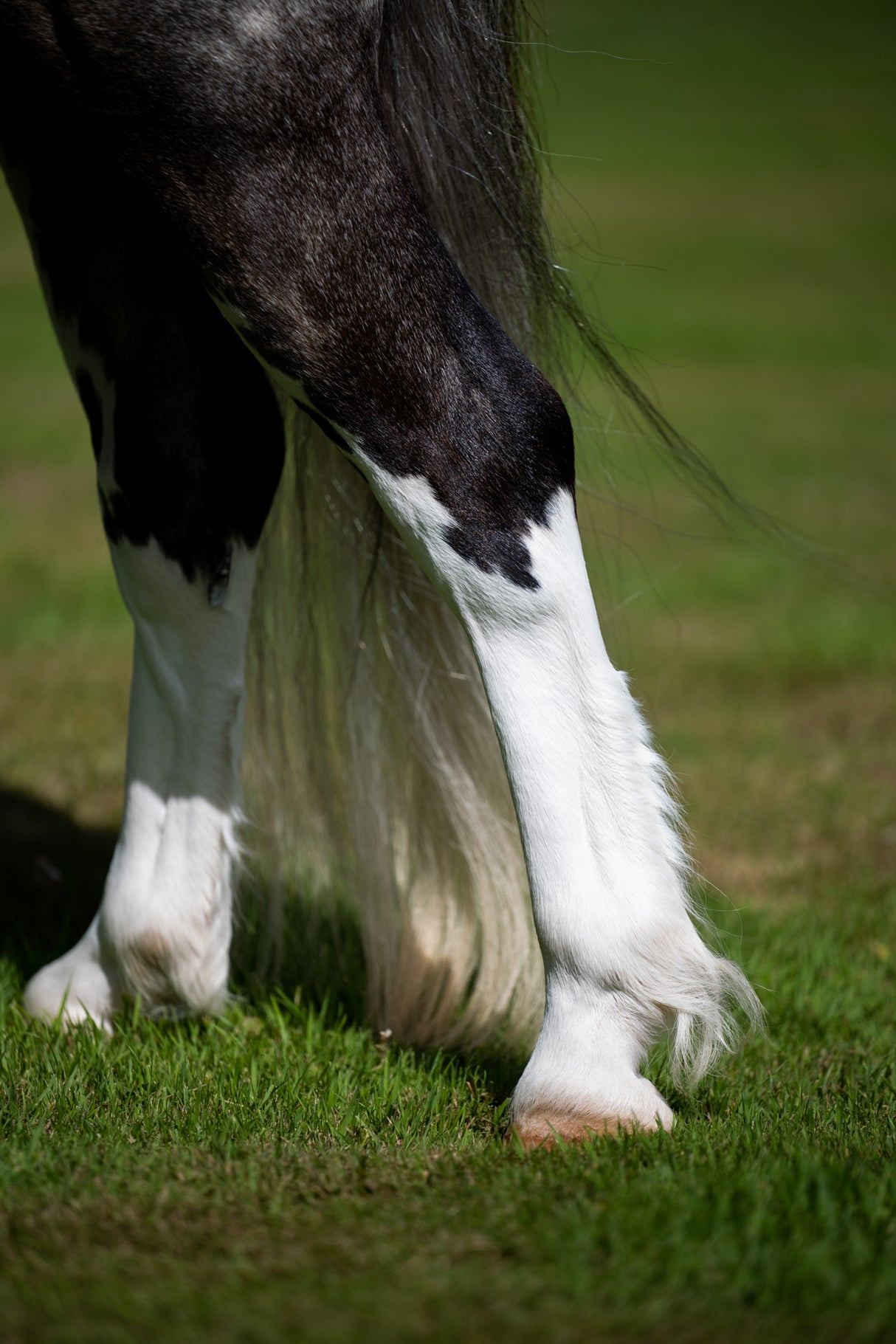 Smart Grooming Leg & Body Whitener