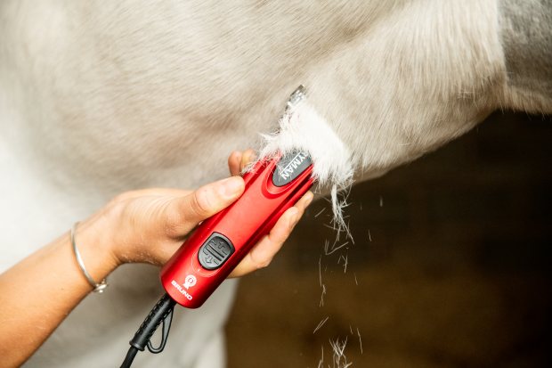 Summer Clipping - Have you got a Hot and Hairy Horse or Dog?