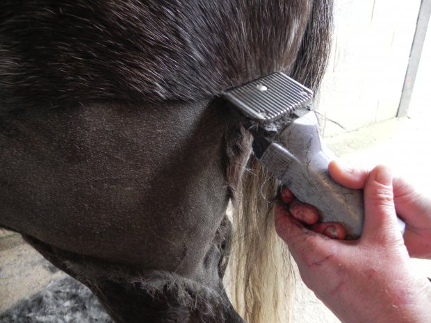 Top Tips for Clipping Hairies!
