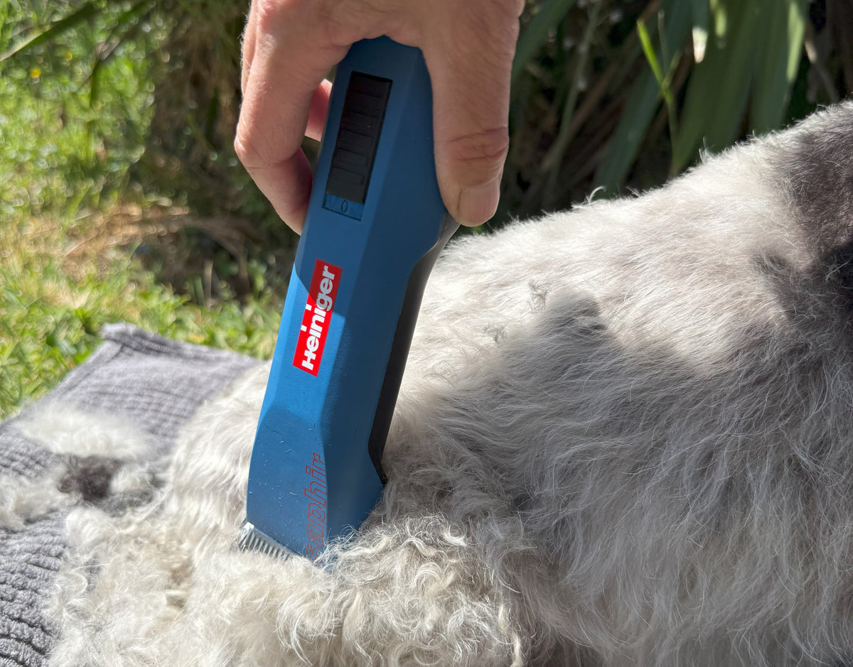 For Dogs