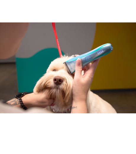 A clipped poodle