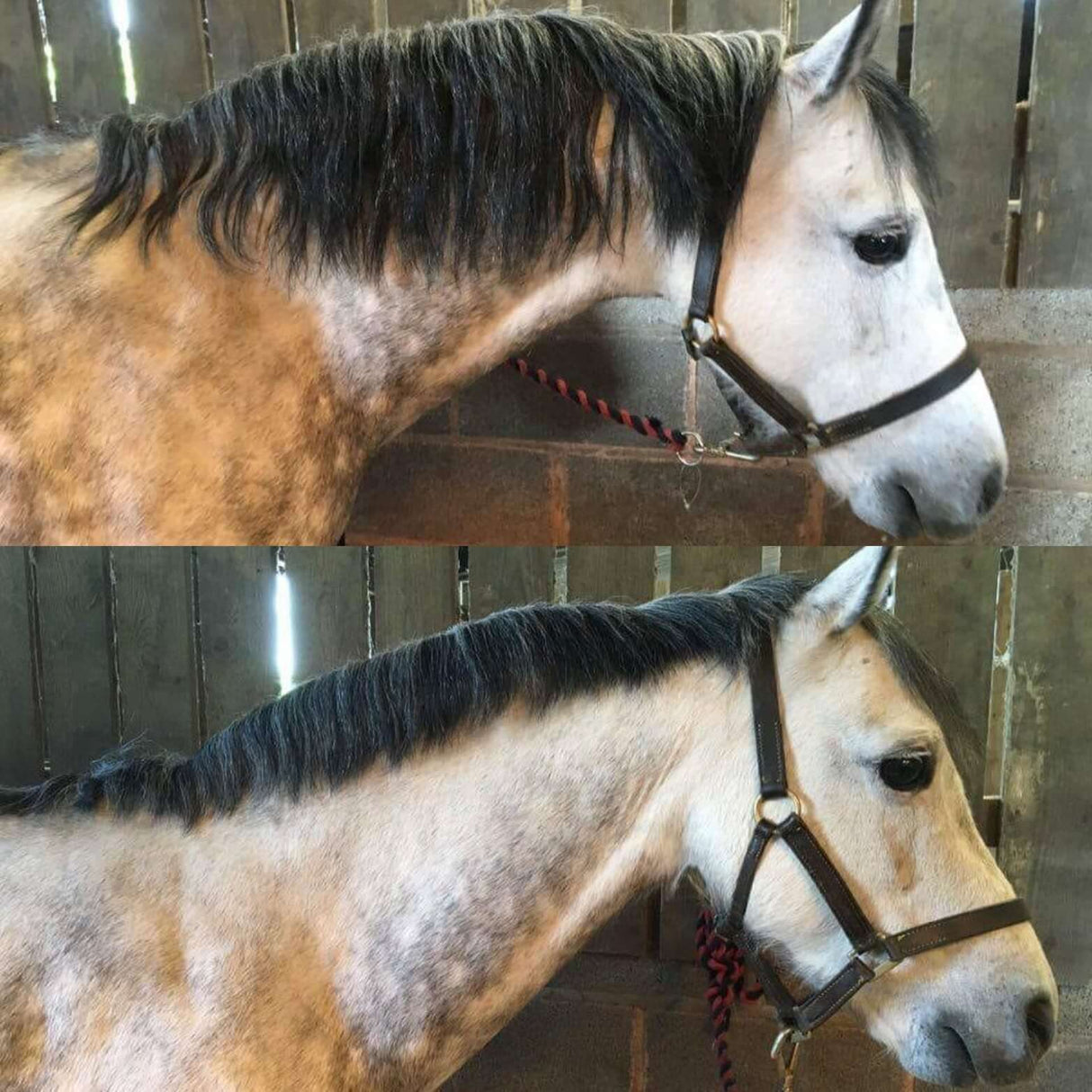 Smart Grooming Smart Manes Thinning Rake