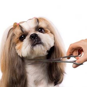 Dog Clipping and Grooming