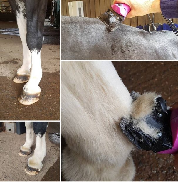 What horse clippers should I choose for clipping my cob?