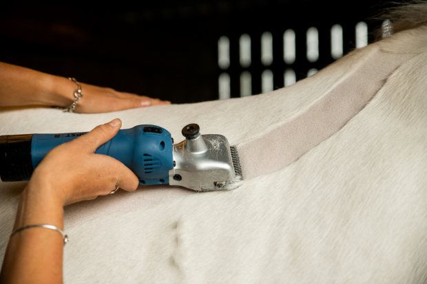 Love or Loathe Clipping your Horse?