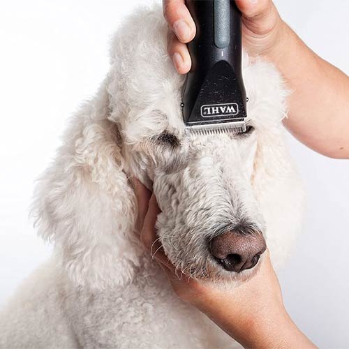 Quick Tips for Clipping Dogs