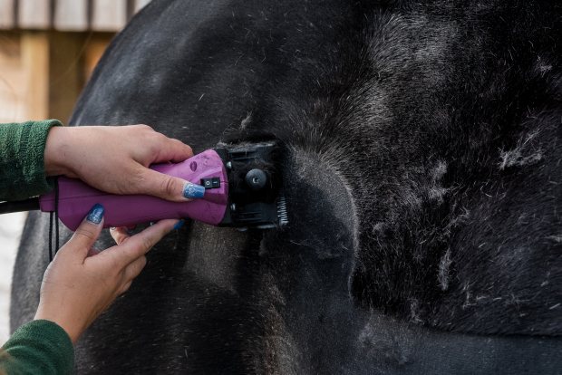 Tips for clipping your horse with Confidence