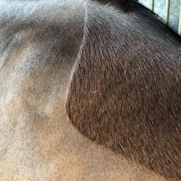 Tips to get the perfect clipped finish