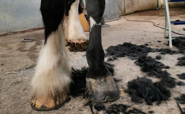 Cob Kit Horse Clipper for hogging manes and feather thinning WAREHOUSE DEALS 